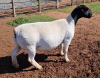 LOT 3 ONTTREK 1X DORPER OOI/EWE ML PHILLIPS