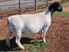 LOT 3 ONTTREK 1X DORPER OOI/EWE ML PHILLIPS - 2