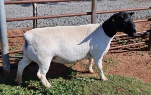 LOT 5 1X DORPER OOI/EWE PREGNANT T5 ML PHILLIPS