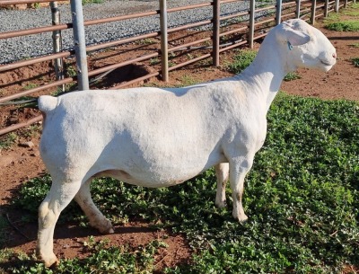 LOT 6 1X WHITE DORPER OOI/EWE PREGNANT T5 ASHLEY PHILLIPS