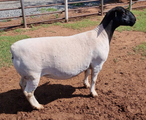 LOT 4 1X DORPER OOI/EWE PREGNANT T5 ML PHILLIPS