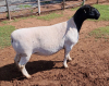 LOT 4 1X DORPER OOI/EWE PREGNANT T5 ML PHILLIPS - 2