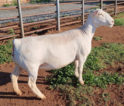 LOT 7 1X WHITE DORPER OOI/EWE PREGNANT T5 ASHLEY PHILLIPS