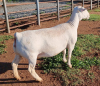 LOT 7 1X WHITE DORPER OOI/EWE PREGNANT T5 ASHLEY PHILLIPS - 2