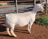 LOT 7 1X WHITE DORPER OOI/EWE PREGNANT T5 ASHLEY PHILLIPS - 3