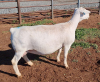 LOT 8 1+2X WHITE DORPER OOI/EWE PREGNANT STUD ASHLEY PHILLIPS - 2