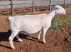 LOT 8 1+2X WHITE DORPER OOI/EWE PREGNANT STUD ASHLEY PHILLIPS - 3