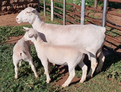 LOT 8 1+2X WHITE DORPER OOI/EWE PREGNANT STUD ASHLEY PHILLIPS