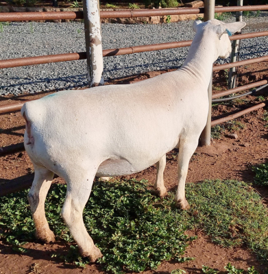 LOT 9 1X WHITE DORPER OOI/EWE PREGNANT T5 ASHLEY PHILLIPS