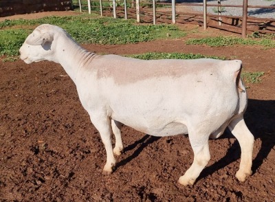 LOT 10 1X WHITE DORPER OOI/EWE PREGNANT T5 ASHLEY PHILLIPS