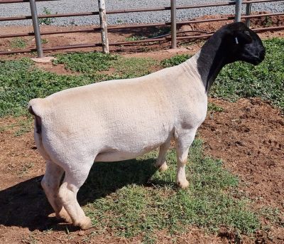 LOT 22 1X DORPER OOI/EWE PREGNANT T5 MICKEY PHILLIPS