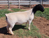 LOT 22 1X DORPER OOI/EWE PREGNANT T5 MICKEY PHILLIPS - 2