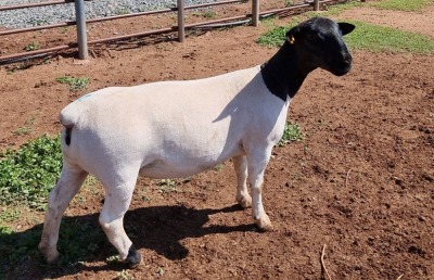 LOT 24 1X DORPER OOI/EWE PREGNANT T5 MICKEY PHILLIPS