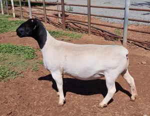 LOT 23 1X DORPER OOI/EWE PREGNANT T5 MICKEY PHILLIPS