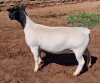 LOT 23 1X DORPER OOI/EWE PREGNANT T5 MICKEY PHILLIPS - 2