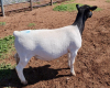 LOT 25 1X DORPER OOI/EWE PREGNANT T5 MICKEY PHILLIPS