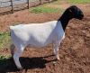 LOT 25 1X DORPER OOI/EWE PREGNANT T5 MICKEY PHILLIPS - 2