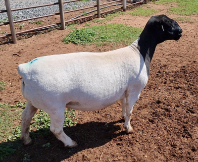 LOT 92 1X DORPER OOI/EWE PREGNANT T5 ML PHILLIPS