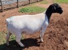 LOT 92 1X DORPER OOI/EWE PREGNANT T5 ML PHILLIPS - 2