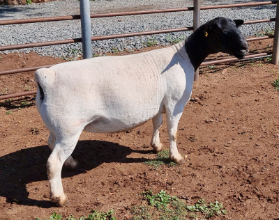 LOT 91 1X DORPER OOI/EWE PREGNANT T5 ML PHILLIPS