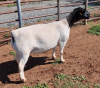 LOT 91 1X DORPER OOI/EWE PREGNANT T5 ML PHILLIPS - 2