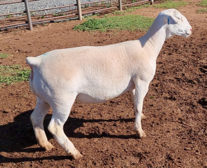 LOT 93 1X WHITE DORPER OOI/EWE PREGNANT T5 ASHLEY PHILLIPS