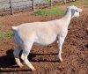 LOT 93 1X WHITE DORPER OOI/EWE PREGNANT T5 ASHLEY PHILLIPS - 2