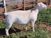 LOT 94 1X WHITE DORPER OOI/EWE PREGNANT T5 ASHLEY PHILLIPS