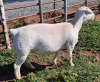 LOT 94 1X WHITE DORPER OOI/EWE PREGNANT T5 ASHLEY PHILLIPS - 2