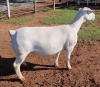 LOT 95 1X WHITE DORPER OOI/EWE PREGNANT T5 ASHLEY PHILLIPS