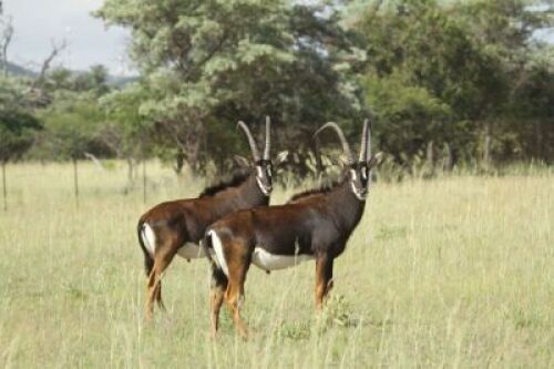 LOT 80&nbsp;2x SWARTWITPENS BUL/SABLE BULL (PER STUK OM LOT TE NEEM/PER PIECE TO TAKE THE LOT)