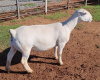 LOT 95 1X WHITE DORPER OOI/EWE PREGNANT T5 ASHLEY PHILLIPS - 2