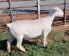 LOT 96 1X WHITE DORPER OOI/EWE PREGNANT T5 ASHLEY PHILLIPS