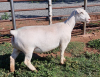 LOT 96 1X WHITE DORPER OOI/EWE PREGNANT T5 ASHLEY PHILLIPS - 2