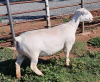 LOT 96 1X WHITE DORPER OOI/EWE PREGNANT T5 ASHLEY PHILLIPS - 3