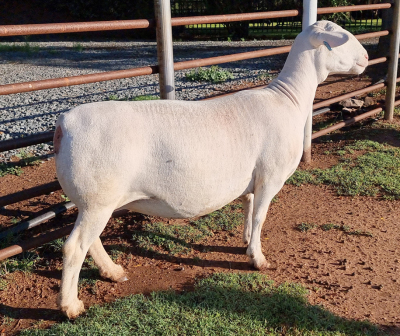 LOT 97 1X WHITE DORPER OOI/EWE PREGNANT T5 ASHLEY PHILLIPS