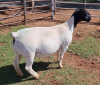 LOT 109 1X DORPER OOI/EWE PREGNANT T5 MICKEY PHILLIPS