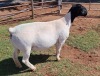 LOT 109 1X DORPER OOI/EWE PREGNANT T5 MICKEY PHILLIPS - 2