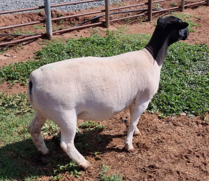 LOT 110 1X DORPER OOI/EWE PREGNANT STUD MICKEY PHILLIPS