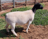 LOT 110 1X DORPER OOI/EWE PREGNANT STUD MICKEY PHILLIPS - 2