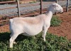 LOT 137 1X WHITE DORPER OOI/EWE PREGNANT T5 ASHLEY PHILLIPS - 2