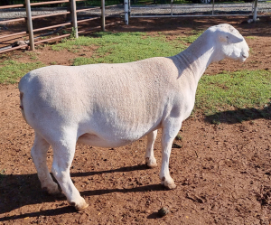 LOT 138 1X WHITE DORPER OOI/EWE PREGNANT STUD ASHLEY PHILLIPS