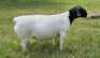 1X DORPER RAM T5 ALBIAN STOET