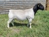 1X DORPER RAM FLOCK ALBIAN STOET - 2