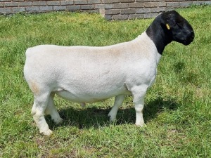 1X DORPER RAM STUD ALBIAN STOET