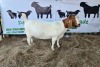 WITHDRAW - 1x BOER GOAT EWE STUD DELTRADE BOERBOKSTOET