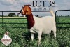 1X BOER GOAT EWE FLOCK PREGNANT KROKODILNEST BOERBOKSTOET - 2