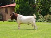 1x BOER GOAT RAM FLOCK BEZUIDENHOUT BOERBOKSTOET