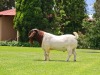 1x BOER GOAT RAM FLOCK BEZUIDENHOUT BOERBOKSTOET - 2