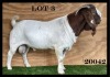 1x BOER GOAT RAM STUD MYL 50